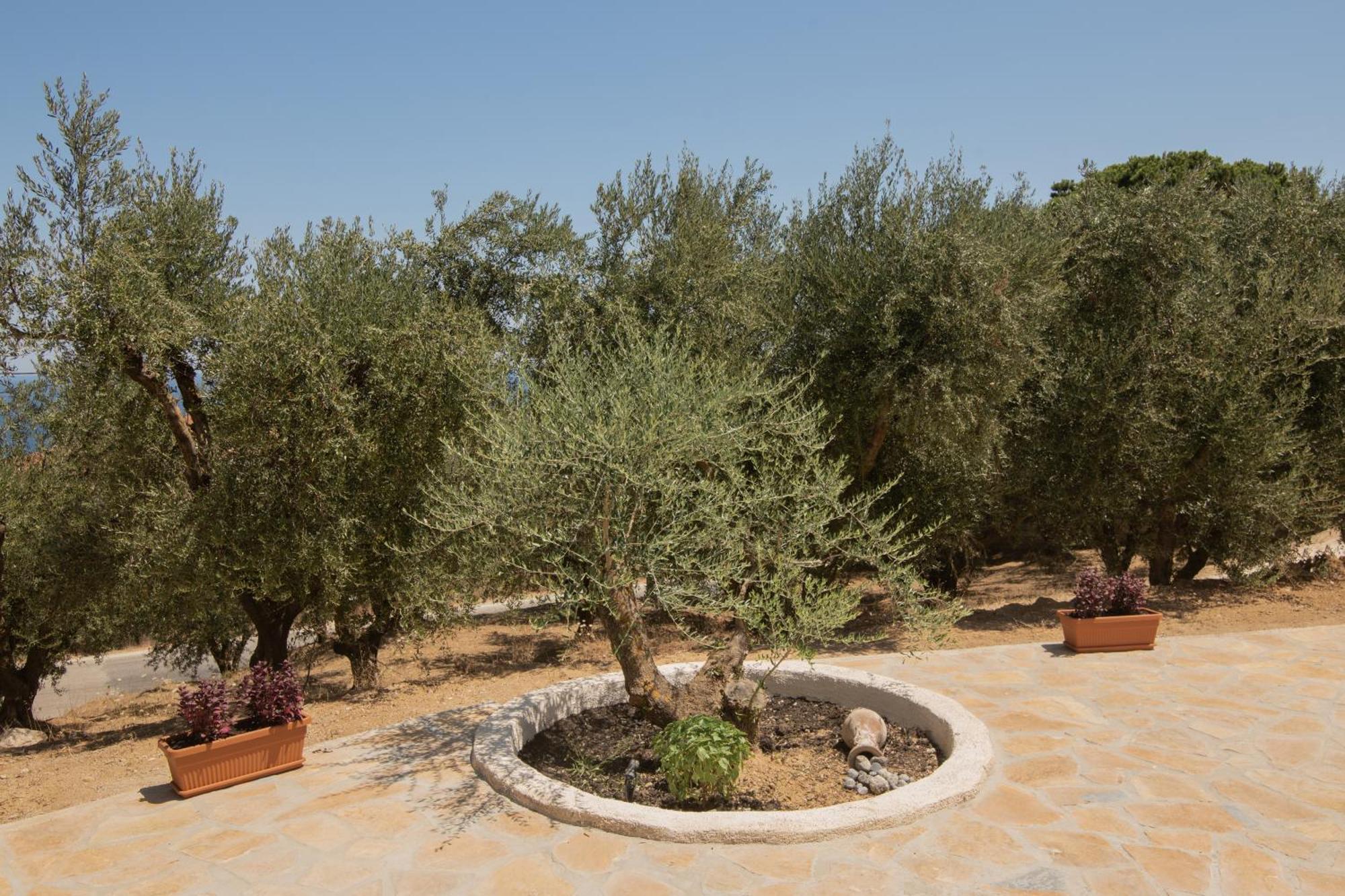 Cossoro Villas Zakynthos Xirokastellon Номер фото